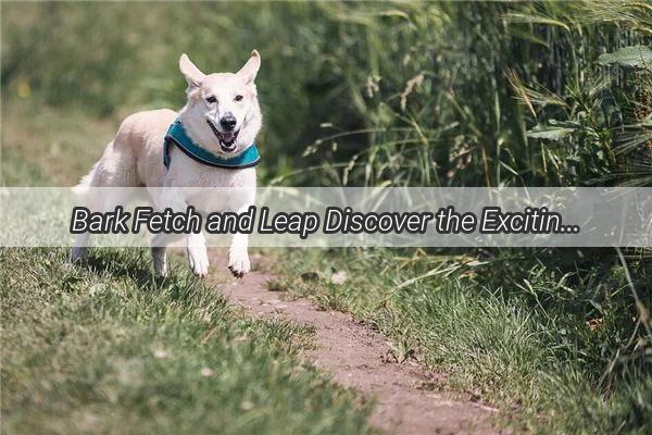 Bark Fetch and Leap Discover the Exciting World of Dog Challenge Games